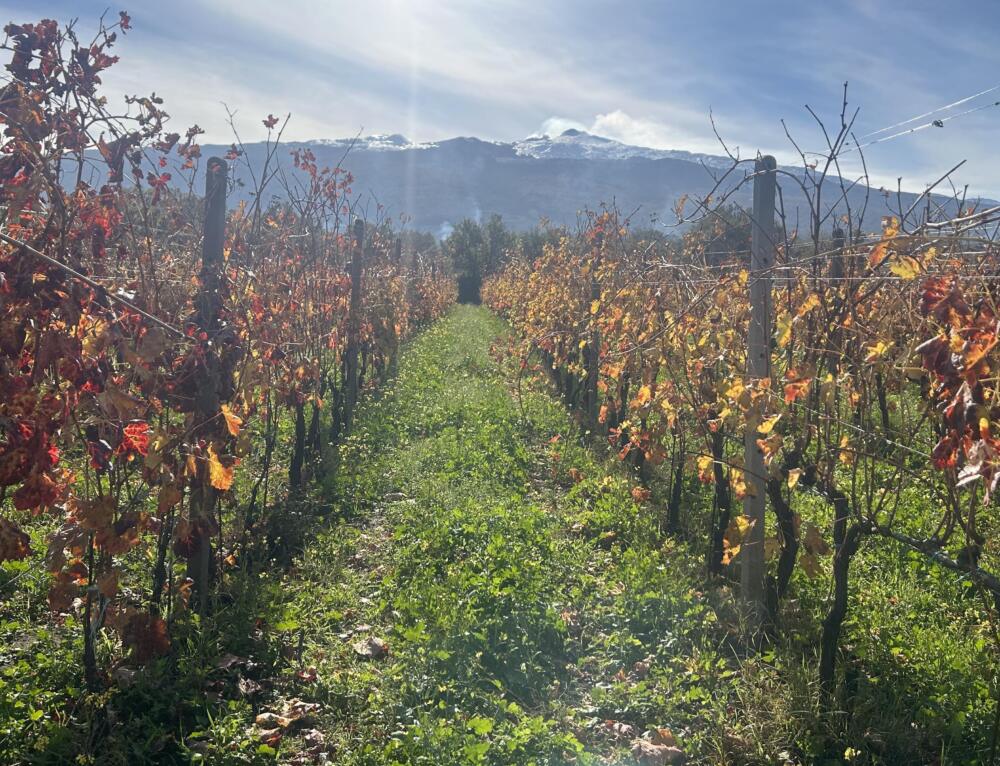 Progetto Di-Vino: Vino, Etna e l’arte dei muretti a secco, Patrimonio  Unesco