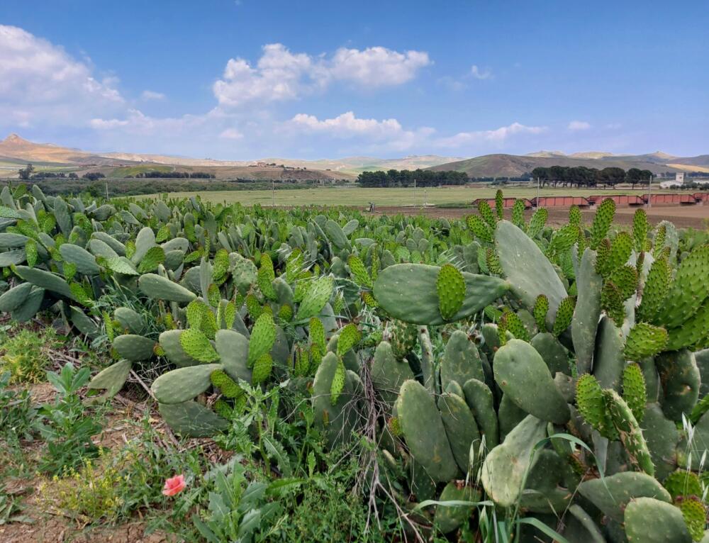 “Agricoltura, il progetto FERTIMED apre la strada alla rivoluzione sostenibile e circolare