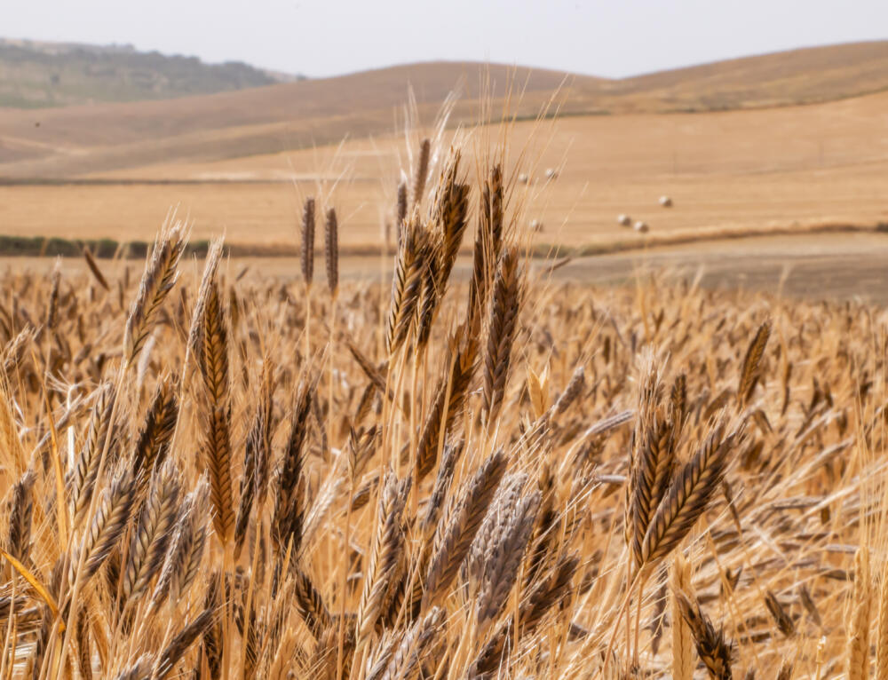 Da COSMO ad HGC: cresce in Sicilia la filiera del grano Monococco